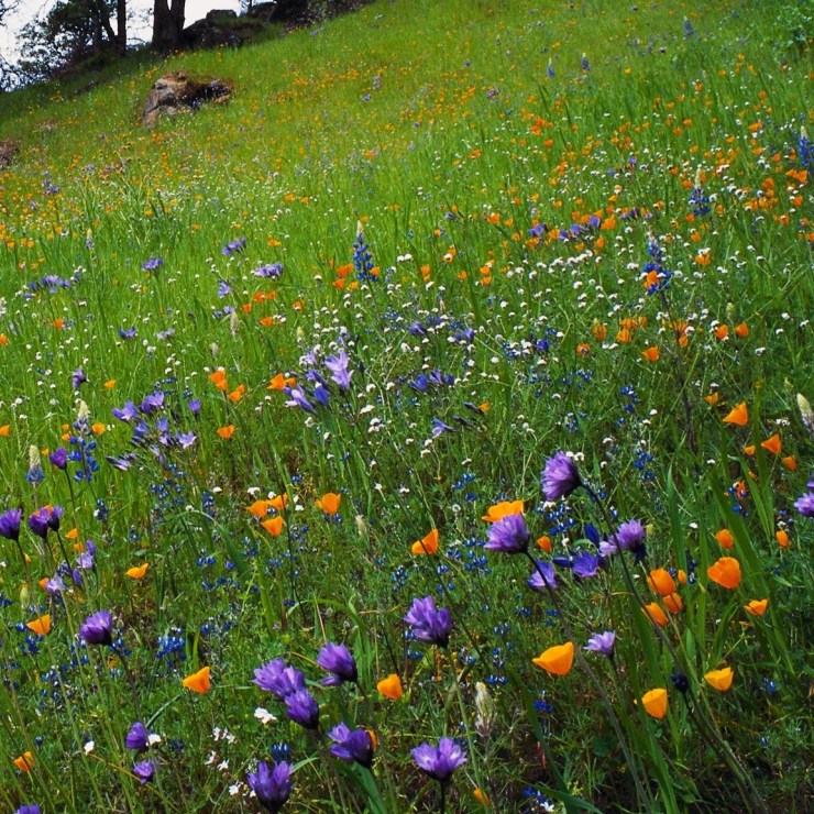 826900-cool-spring-scenes-cut1